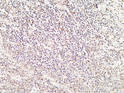 Immunohistochemical analysis of paraffin-embedded Human Amygdala. 1, Antibody was diluted at 1:200 (4°C overnight). 2, High-pressure and temperature EDTA, pH8.0 was used for antigen retrieval. 3, Secondary antibody was diluted at 1:200 (room temperature, 30min).