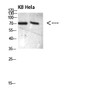 Western blot analysis of 293T VEC lysate, antibody was diluted at 1:500. Secondary antibody was STJ98682