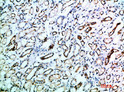 Immunohistochemical analysis of paraffin-embedded human-kidney, antibody was diluted at 1:200