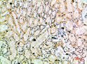 Immunohistochemical analysis of paraffin-embedded human-kidney, antibody was diluted at 1:200