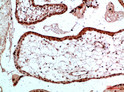 Immunohistochemical analysis of paraffin-embedded human-placenta, antibody was diluted at 1:200