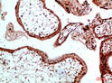 Immunohistochemical analysis of paraffin-embedded human-placenta, antibody was diluted at 1:200
