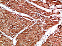 Immunohistochemical analysis of paraffin-embedded human-heart, antibody was diluted at 1:200