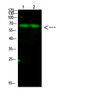 Western blot analysis of 1, mouse-liver 2, mouse-brain cells using primary antibody diluted at 1:1000 (4°C overnight). Secondary antibody：Goat Anti-rabbit IgG IRDye 800 ( diluted at 1:5000, 25°C, 1 hour)