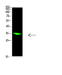 Western blot analysis of HeLa cells using primary antibody diluted at 1:1000 (4℃ overnight). Secondary antibody: Goat STJ98857