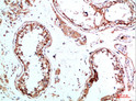Immunohistochemical analysis of paraffin-embedded human-testis, antibody was diluted at 1:200 Immunohistochemical analysis of paraffin-embedded human-testis, antibody was diluted at 1:200