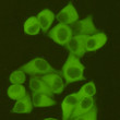 Immunofluorescence (IF): Immunocytochemistry staining of HeLa cells fixed with 4% paraformaldehyde and using anti-Fatty STJ99046