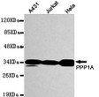 Western blot detection of PPP1A in MCF7, K562, HeLa, HEPG2 and Jurkat whole cell lysates using PPP1A mouse mAb (1:1000 STJ99048