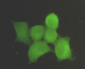 Immunofluorescence (IF): Immunocytochemistry stain of HeLa using PPP1A mouse mAb (1:300). STJ99048
