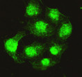 Immunofluorescence (IF): Immunocytochemistry of HeLa cells using anti-Protein Phosphatase 4C mouse mAb diluted 1:200. STJ99049