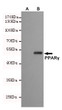 Western blot detection of PPAR Gamma fragment in CHO-K1 cell lysate (A) and CHO-K1 transfected by pEGFP-C1-PPAR Gamma (B) cell lysate using HER2/ErbB2 mouse mAb (1:500 diluted).Predicted band size: 53kDa.Observed band size:53kDa.