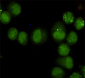 Immunocytochemistry staining of HeLa cells fixed with 4% Paraformaldehyde and using GTF2H1 mouse mAb (dilution 1:50).