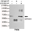 Immunoprecipitation analysis of Hela cell lysates using GTF2H1 mouse mAb.