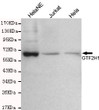 Western blot detection of GTF2H1 in Hela, Hela NE and Jurkat cell lysates using GTF2H1 mouse mAb (1:300 diluted).Predicted band size: 62KDa.Observed band size: 62KDa.