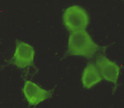 Immunofluorescence (IF): Immunocytochemistry stain of HeLa using CHRDL1 mouse mAb (1:300). STJ99125