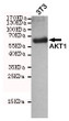 Western blot detection of AKT1 in 3T3 cell lysates using AKT1 mouse mAb (dilution 1:2000) , with super ECL.Predicted band size:60KDa.Observed band size:60KDa.