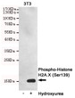 Western blot detection of Phosphorylation of H2A.X at Serine 139 in 3T3 or Hydroxyurea-treated 3T3 cell lysates using Phospho-Histone H2A.X (Ser139) mouse mAb (1:2000 diluted).Predicted band size:15KDa.Observed band size:15KDa.