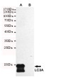 Western blot detection of LC3A in CHO-K1 cell lysate (B) and CHO-K1 transfected by LC3A (A) cell lysate using LC3A mouse mAb (1:2000 diluted).