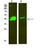 Western blot analysis of 1, hela 2, mouse-brain cells using primary antibody diluted at 1:500 (4°C overnight). Secondary antibody：Goat Anti-rabbit IgG IRDye 800 ( diluted at 1:5000, 25°C, 1 hour)