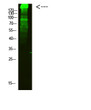 Immunofluorescence (IF): Western blot analysis of mouse-heart cells using primary antibody diluted at 1:2000 (4℃ STJ99342
