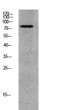 Western blot analysis of CACO2 lysate, antibody was diluted at 1000. Secondary antibody was diluted at 1:20000