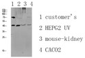 Western blot analysis of various lysate, antibody was diluted at 1000. Secondary antibody was diluted at 1:20000