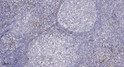 Immunohistochemical analysis of paraffin-embedded human tonsil. 1, Antibody was diluted at 1:200 (4° overnight). 2, STJ99631