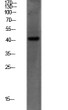 Western blot analysis of mouse liver lysate, antibody was diluted at 1:1000. Secondary antibody was STJ99650