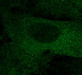 Anti RFP Goat Polyclonal antibody immunofluorescence cos7 STJ140000