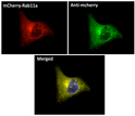 Anti RFP Goat Polyclonal antibody immunofluorescence STJ140000
