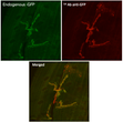 Immunofluorescence analysis of Drosophila larvae NMJ muscle 6/7 expressing GluRIIA-GFP in neurons (GluRIIA ia a post-synaptic protein) using 1st anti-GFP antibody at 1:1,000 and secondary antibody anti-goat IgY, conjugated to DyLight®550 and diluted at 1:500.