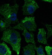 Anti CAV1 Goat Polyclonal antibody immunofluorescence STJ140019