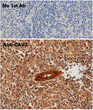 Immunohistochemistry of human lymph node using anti-CAV2 antibody and FFPE tissue after heat-induced antigen retrieval. Anti-CAV2 antibody at 1:500/DAB detection.