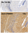 Anti CTNNB1 Goat Polyclonal antibody immunohistochemistry mouse brain STJ140021