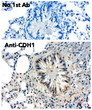 Immunohistochemistry of mouse lung using anti CDH1 antibody and FFPE tissue after heat-induced antigen retrieval. Anti-CDH1 antibody at 1:500:DAB detection.