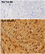 Anti PDIA3 Goat Polyclonal antibody immunohistochemistry mouse brain STJ140035