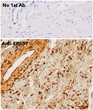 Anti PDIA3 Goat Polyclonal antibody immunohistochemistry human STJ140035