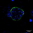 Anti UIS4 Goat Polyclonal antibody immunofluorescence mouse liver STJ140052