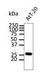 Anti RAB3A Goat Polyclonal antibody western blot STJ140058
