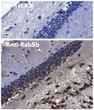 Anti RAB5B Goat Polyclonal antibody immunohistochemistry mouse STJ140061
