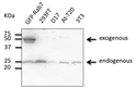 Anti RAB7A Goat Polyclonal antibody western blot STJ140063