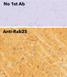 Anti RAB25 Goat Polyclonal antibody immunohistochemistry rat brain STJ140073