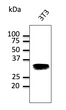 Endogeneous Rab32 protein detected with anti-Rab32 polyclonal antibody at 1:500 dilution; lysate at 100 µg per lane