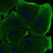 Anti ACTB Goat Polyclonal antibody immunofluorescence STJ140081