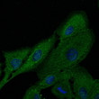 Anti FTCD Goat Polyclonal antibody immunofluorescence STJ140093