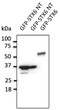 Anti-STX6 antibody at 1:500 dilution; lysates at 30 µg per lane; rabbit polyclonal to goat IgG (HRP) at 1:10000 dilution