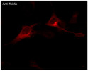 Anti RAB5A Goat Polyclonal antibody immunofluorescence STJ140104