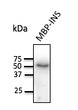 Anti-INS antibody at 1:1000 dilution; 20 ng of recombinant protein per lane; rabbit polyclonal to goat IgG (HRP) at 1:10000 dilution