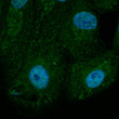 Anti BAX Goat Polyclonal antibody immunofluorescence STJ140113