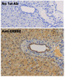 Anti ERBB2 Goat Polyclonal antibody immunohistochemistry mouse liver STJ140115